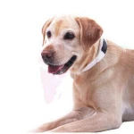 High quality smart gps tracker pet dogs gps tracker for iPhone Android