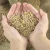 Import High quality ukranian feed barley from Ukraine