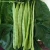 Import High yield and disease-resistant seeds from China kidney bean seed beans from China