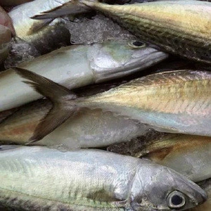 Hot! Best wholesale cheap seafood frozen fresh pacific mackerel fish whole round