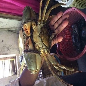 Hot Sale Live Mud Crabs,Blue Crabs,King Crabs /Live Seafood