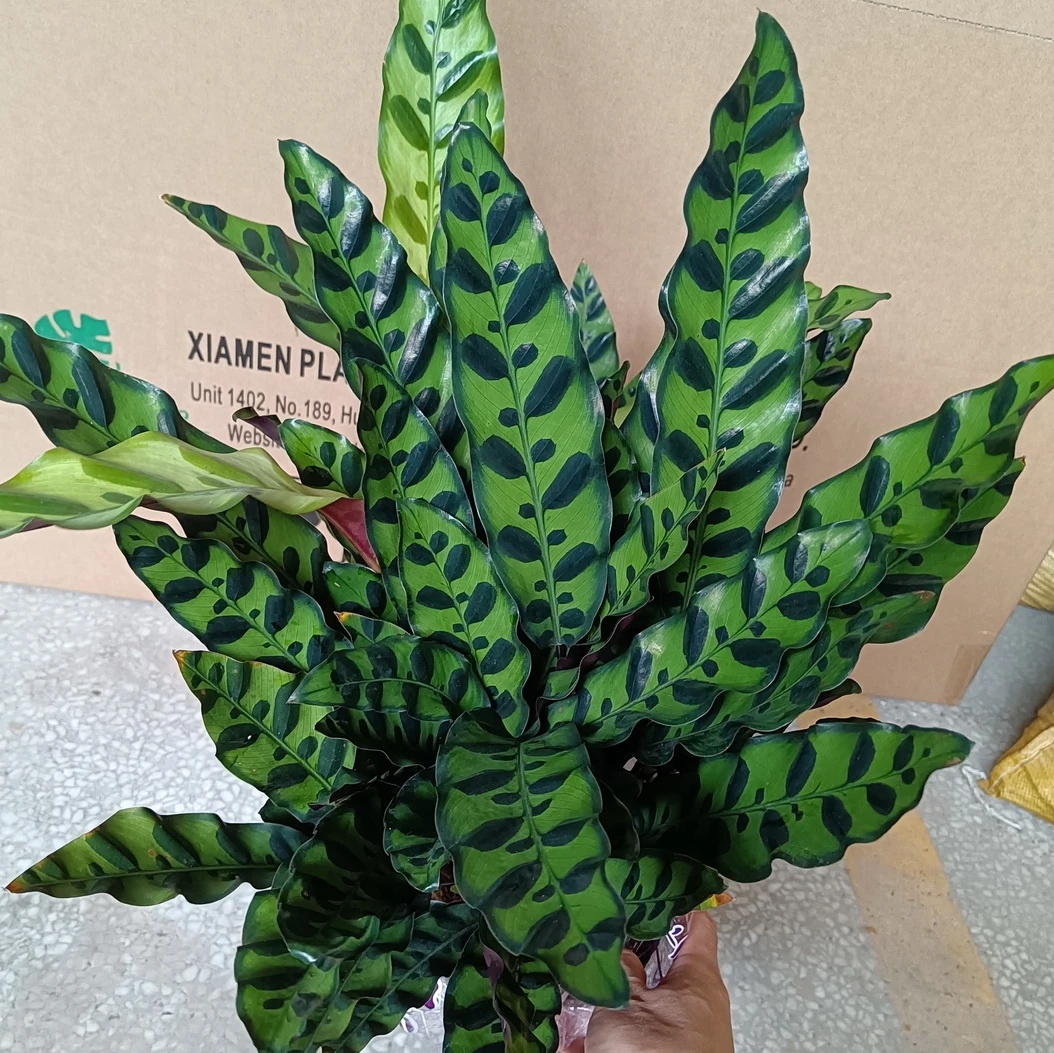 hotsale high quality ins Popular Calathea Lancifolia ornamental live plant bonsai foliage plant on sales
