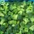 Import IQF Import bulk chinese organic brands frozen broccoli with wholesale prices from China