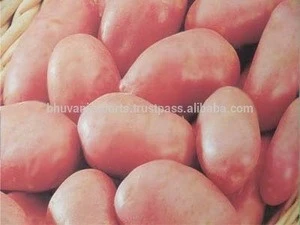 Lady Rosetta Potatoes / Fresh Potatoes!