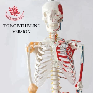 Life Size Flexible Spine Muscle Insertions and Origins and Flexible Ligaments Human Anatomical Skeleton Medical Model