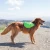 Import Lightweight Dog Saddle Backpack Traveling Camping Hiking Gear Pack For Dogs from China