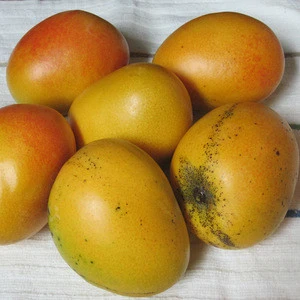 Mango Fruit Trees