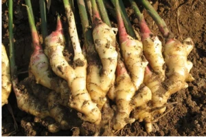 manufacture offering New crop Chinese fresh ginger from China