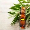 Medicinal Tea Tree Oil Used for Dermatology and Various Skin Conditions