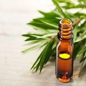 Medicinal Tea Tree Oil Used for Dermatology and Various Skin Conditions