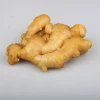 Multifunctional Organic Fresh Ginger For Wholesales