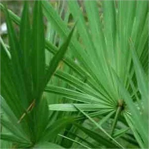 Natural and pure saw palmetto P.E/Serenoa Repens herbal extract Saw Palmetto Extract with Fatty acid 25%-45%