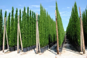 Natural Conifer Mediterranean cypress Cupressus sempervirens Stricta 300/350 cm Heigth 50 liters Format Outdoor Climate plant