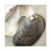 Natural Surface  Seashell DIY Home Decoration, Conch Craft Sea  Shell Raw Material