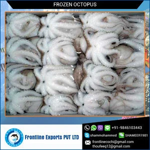 New Arrival Nutritious and Healthy Octopus from Genuine Trader