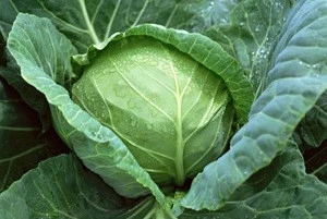 New Crop 2017 Fresh Cabbages With Cheap Price