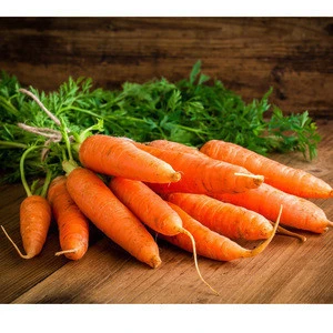 New Crop fresh Carrot