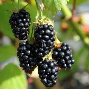 new harvest wholesale fresh black goji berry