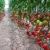 Import new ripe delicious Roman tomatoes wholesale from China