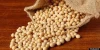 NON-GMO / Organic Soybean / Soya bean)
