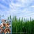 Import NPK fertilizer from China
