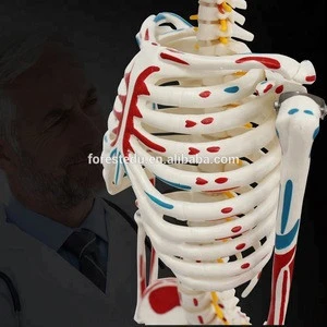 Office & School Supplies hanging Body Bone Human 85cm Skeleton Model