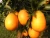 Import oragnic sweet fruit orange from China