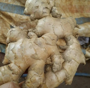 Organic fresh ginger offer from Vietnam