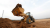 Import Oriemac Compact Oriemac 636D 3t Wheel Loader from China