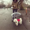Pet Dog Umbrella Pet Supplier Transparent Umbrella Rain Gear Dog Design Umbrella