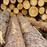 PINE SPRUCE BIRCH OAK ASH LOGS/TIMBER AVAILABLE