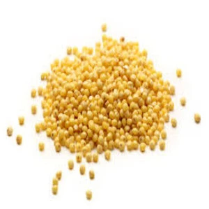 Premium Grade Corn Millet for sale