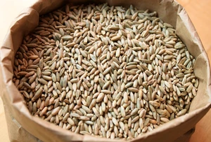 Premium Quality Full Rye Flavour Grains for Sale