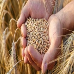 PREMIUM QUALITY WHEAT GRAINS