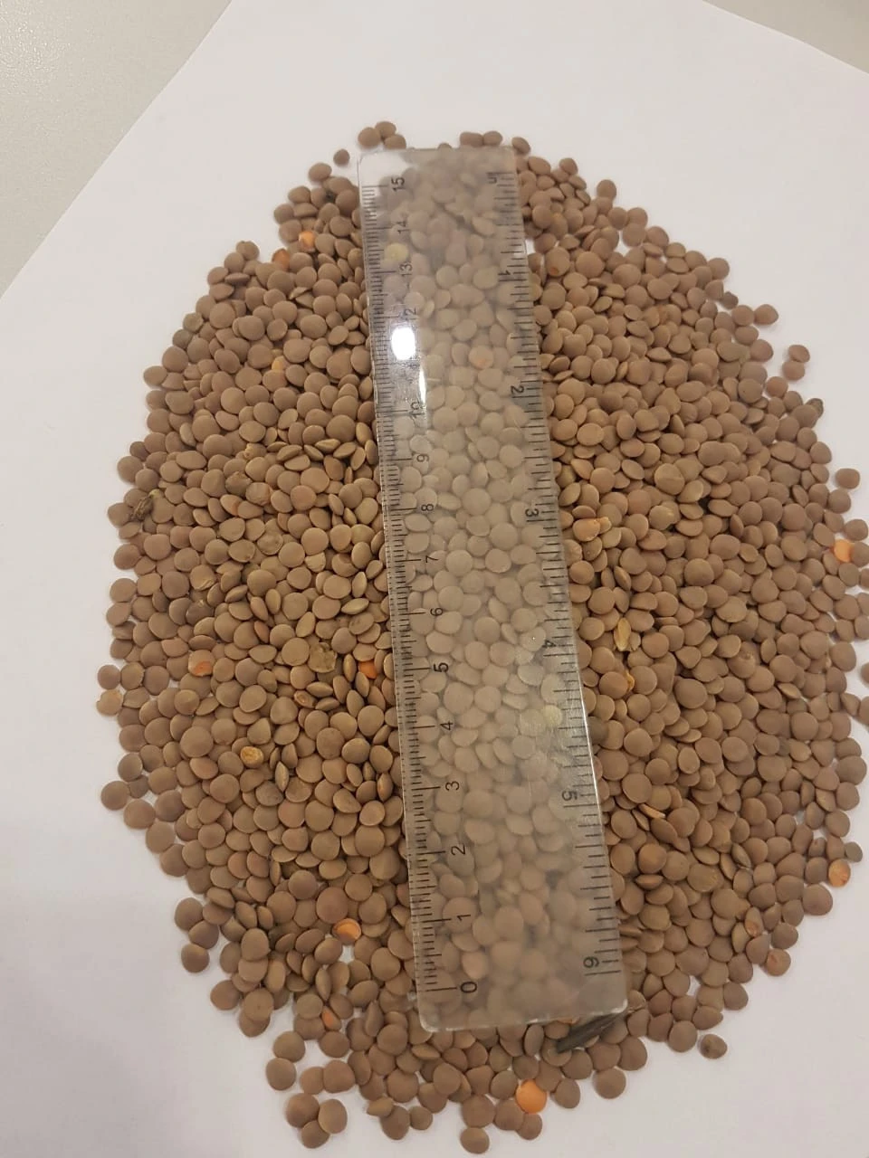 price red green lentils