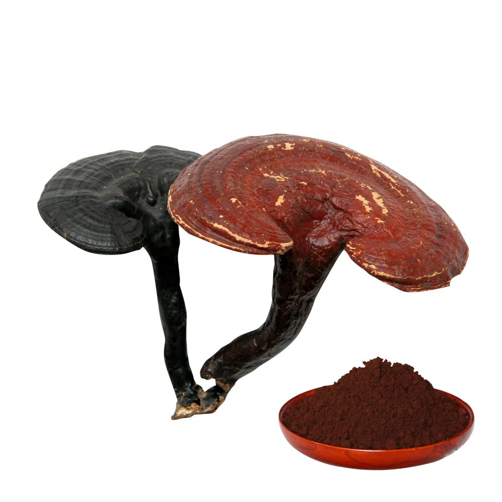 Promotes Heart Health Reishi Mushroom extract Mycelium  30% Polysacharides by UV Ganoderma lucidum powder
