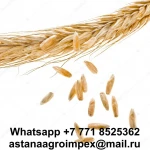 Quality barley grain bulk from Kazakhstan