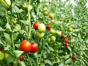 Quality new Fresh Tomatoes ready for sale