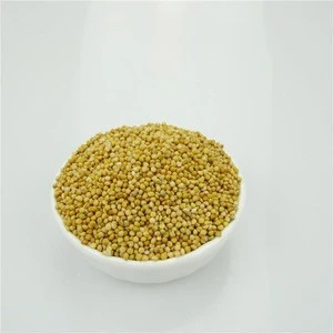 Quality Shell White millet