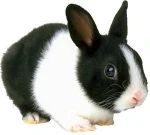 Rabbit meat