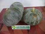 REASONABLE PRICE- BEST QUALITY OF FRESH PUMPKIN!