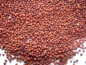 High Quality Red, Yellow Millet For Animal Feed