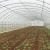 Import Single Span Plastic Film Agricultural Tunnel Greenhouse from China
