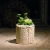 Import Stone Flower Pot Creative Ceramics Succulent Plants Flower Pot Desktop Garden Home Decoration from China