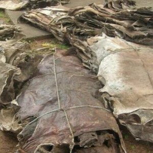Sun Dried salted/unsalted donkey hides,Cow Hides,Pig Hides.