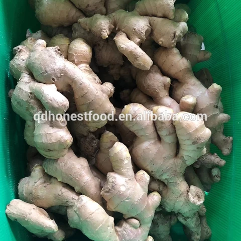 Super fresh air dry organically grown fat yellow ginger from China