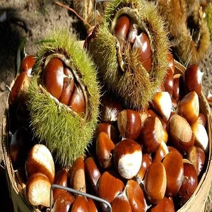 sweet organic Roasted whole chestnuts in bags