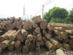 TEAK Wood TIMBER
