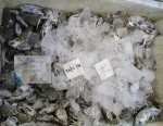THREE SPOT CRAB