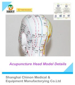 Traditional Chinese medicine acupuncture medical training model